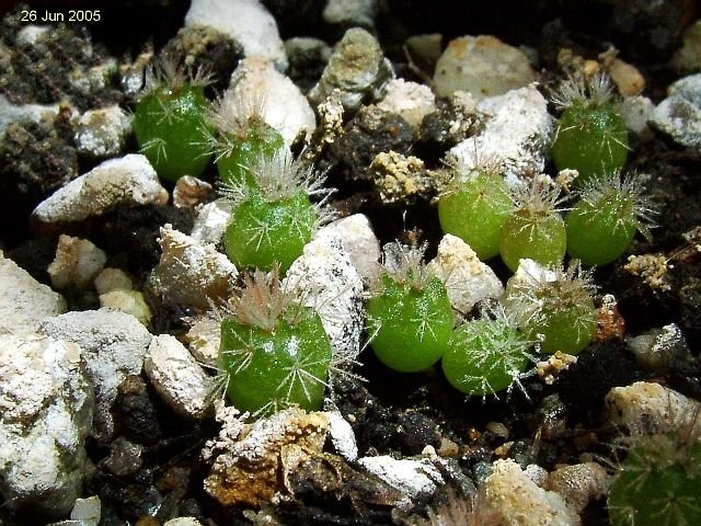 Mammillaria_ grusonii _WH14a _06